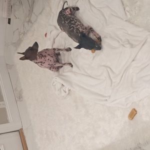 Water proof couch cover / play rug